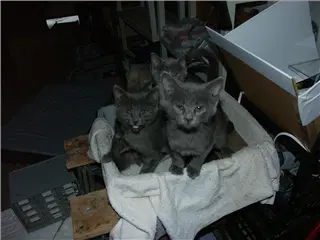 small_031204 miscPICT0226.webp